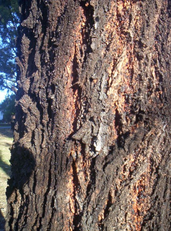 Close-up of the deeply furrowed, almost black bark of a red ironbark tree, with the red-brown kino showing in the cracks
