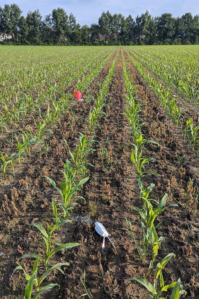A small white Vaisala RS41 radiosonde with its wire aerial, lying on the soil between rows of young maize, with a red scrap of balloon further up the row